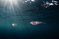   pair squid seemed very interested my dome port just after sunrise. sunrise  
